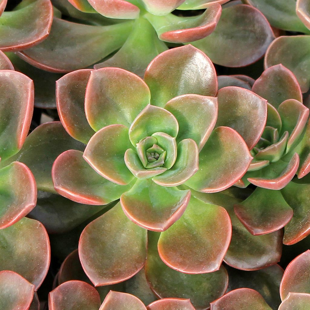 Echeveria 'Melaco' | Mountain Crest Gardens™