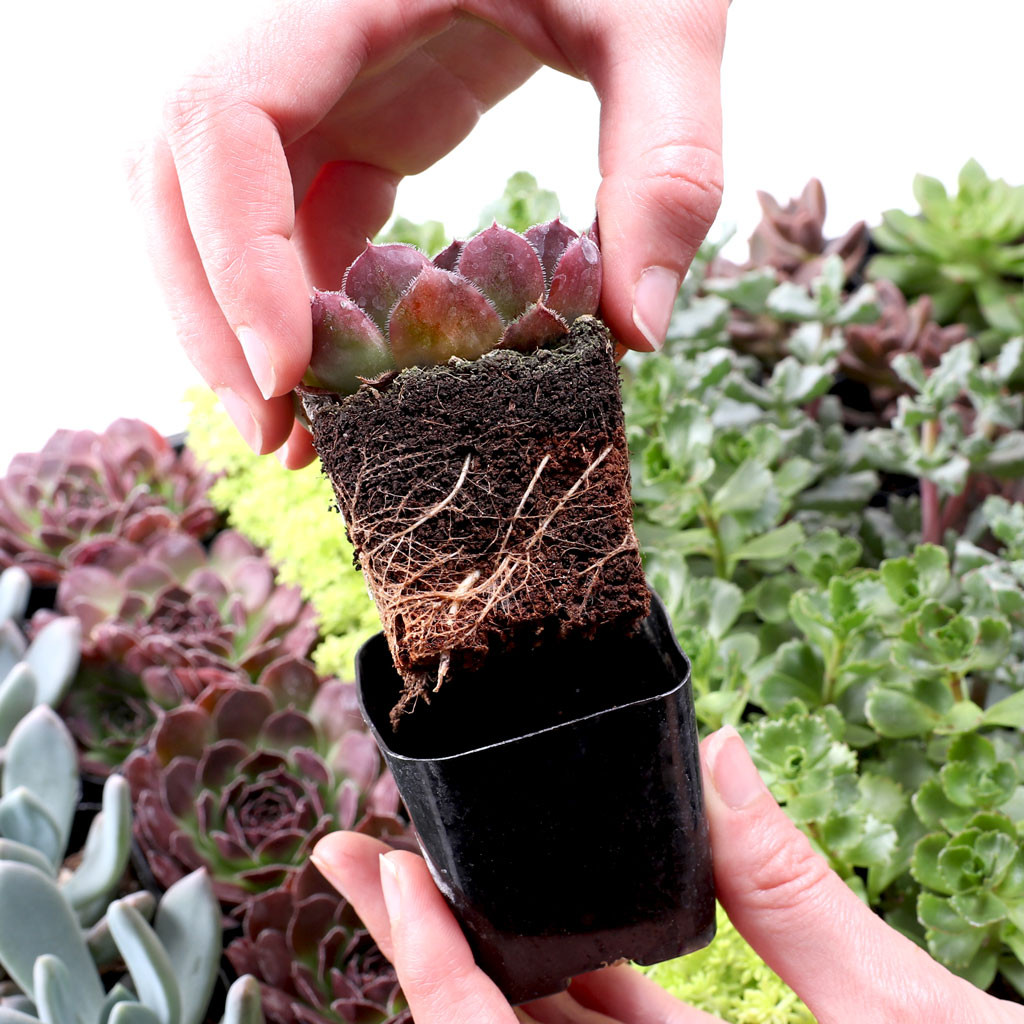 Best Value Succulents Bulk Pack (25-100 Plants, 2" Pots)
