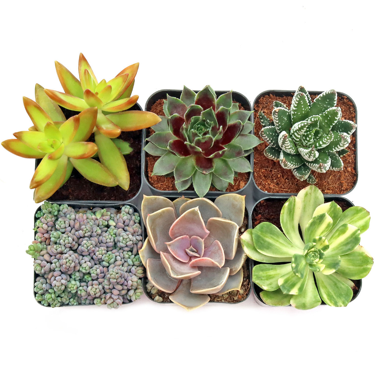 Super Variety Succulents Pack (6-25 Plants, 2
