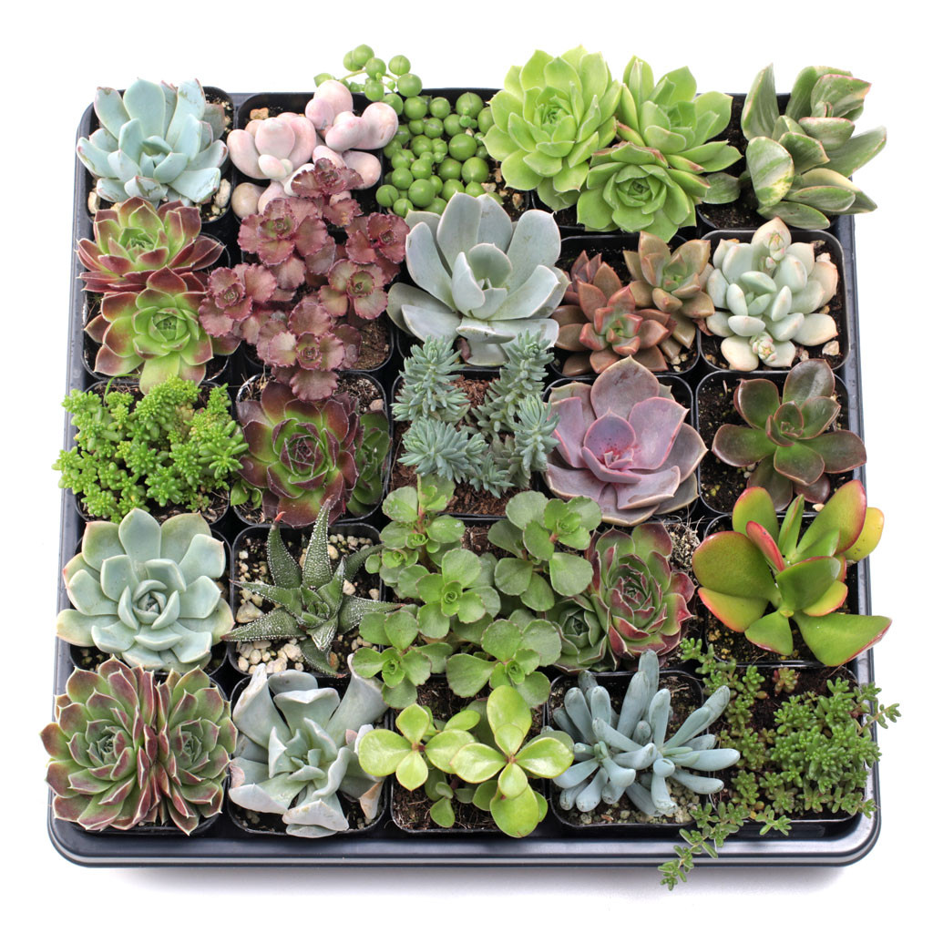 Assorted Succulent Pack - 6, 12, or 25 Plants - Assorted 2" Potted Live Succulents 12-Pack (12 Varieties, 1 of Each) by Succulents Box
