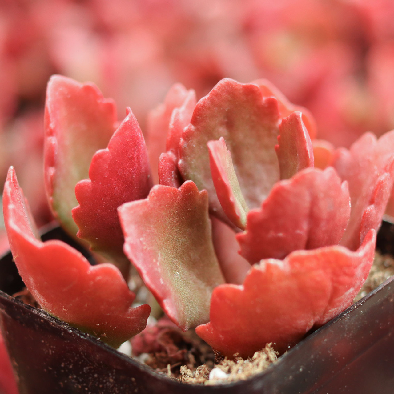 Kalanchoe sexangularis - Red-Leaved Kalanchoe | MCG™