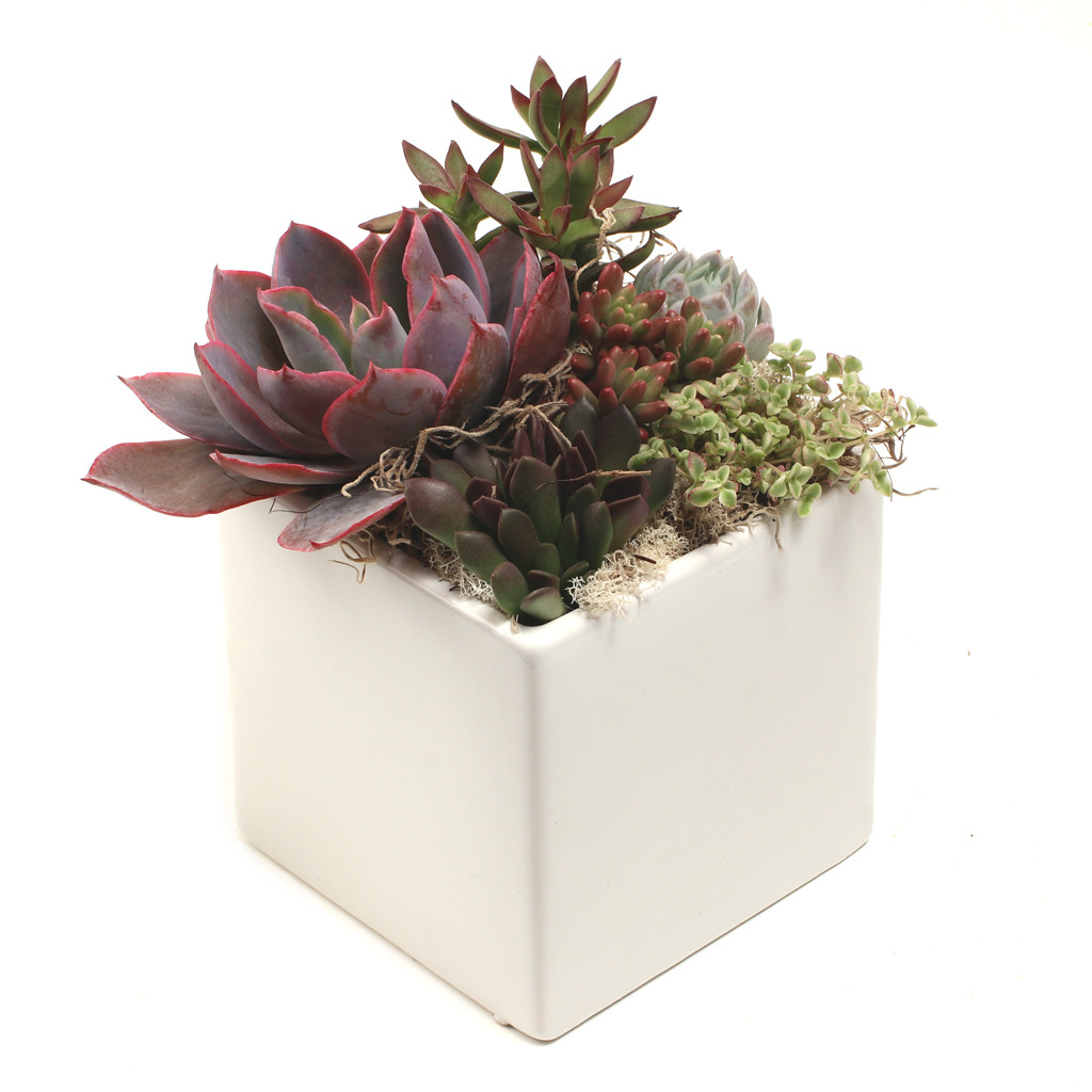 metal plant stands indoor 6-Tier Wood Plant Stand - White Oak Home Goods – The White Oak Collection main image 0