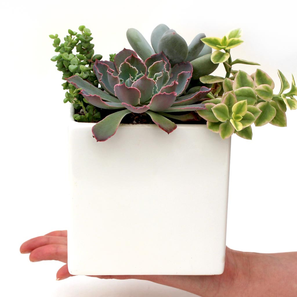 Urban Square Pot 4.75" x 4.50" White