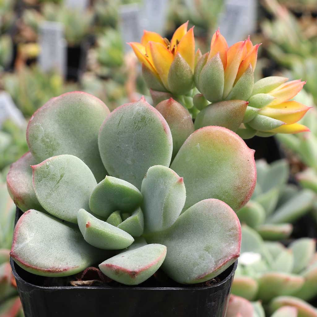Echeveria 'Green Goddess' | Mountain Crest Gardens™