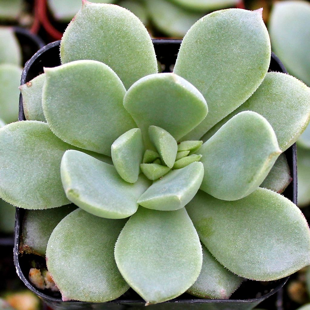 Echeveria 'Green Goddess' | Mountain Crest Gardens™