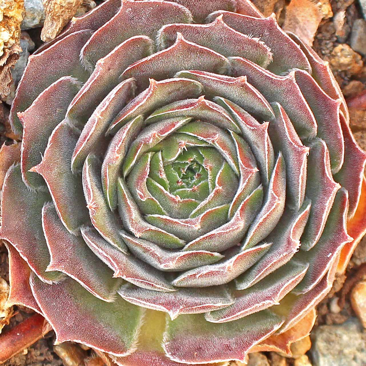 Sempervivum 'Thunder' - Mountain Crest Gardens