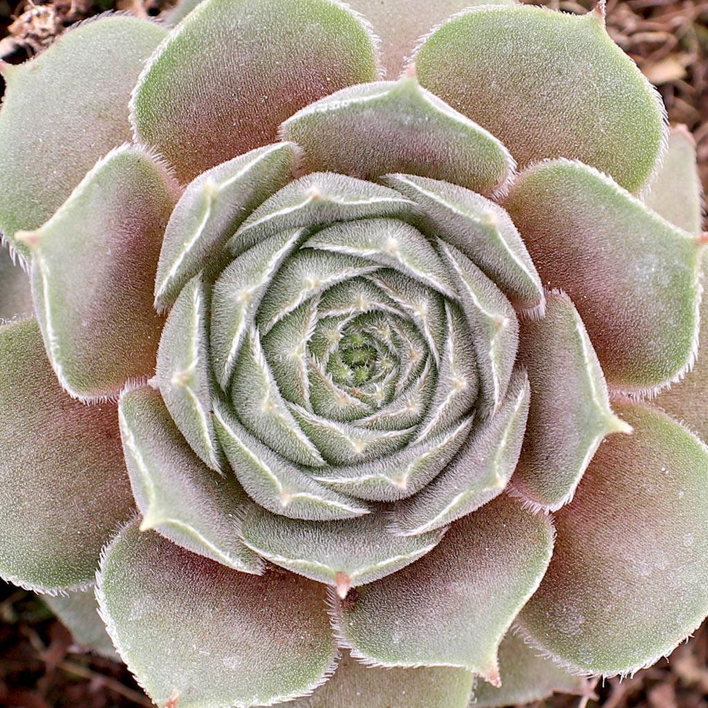 センペルビウム Thunder Sempervivum 'Thunder' - Mountain Crest Gardens