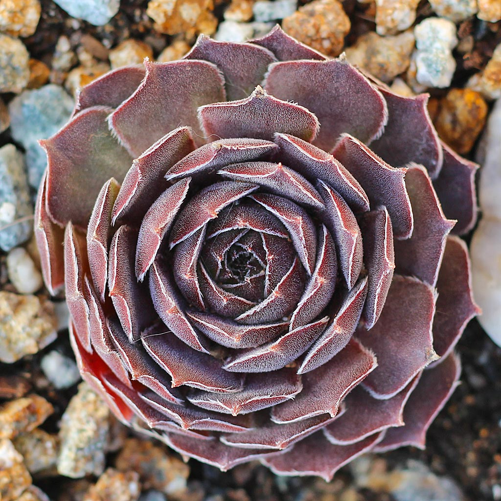 Sempervivum 'Thunder' - Mountain Crest Gardens