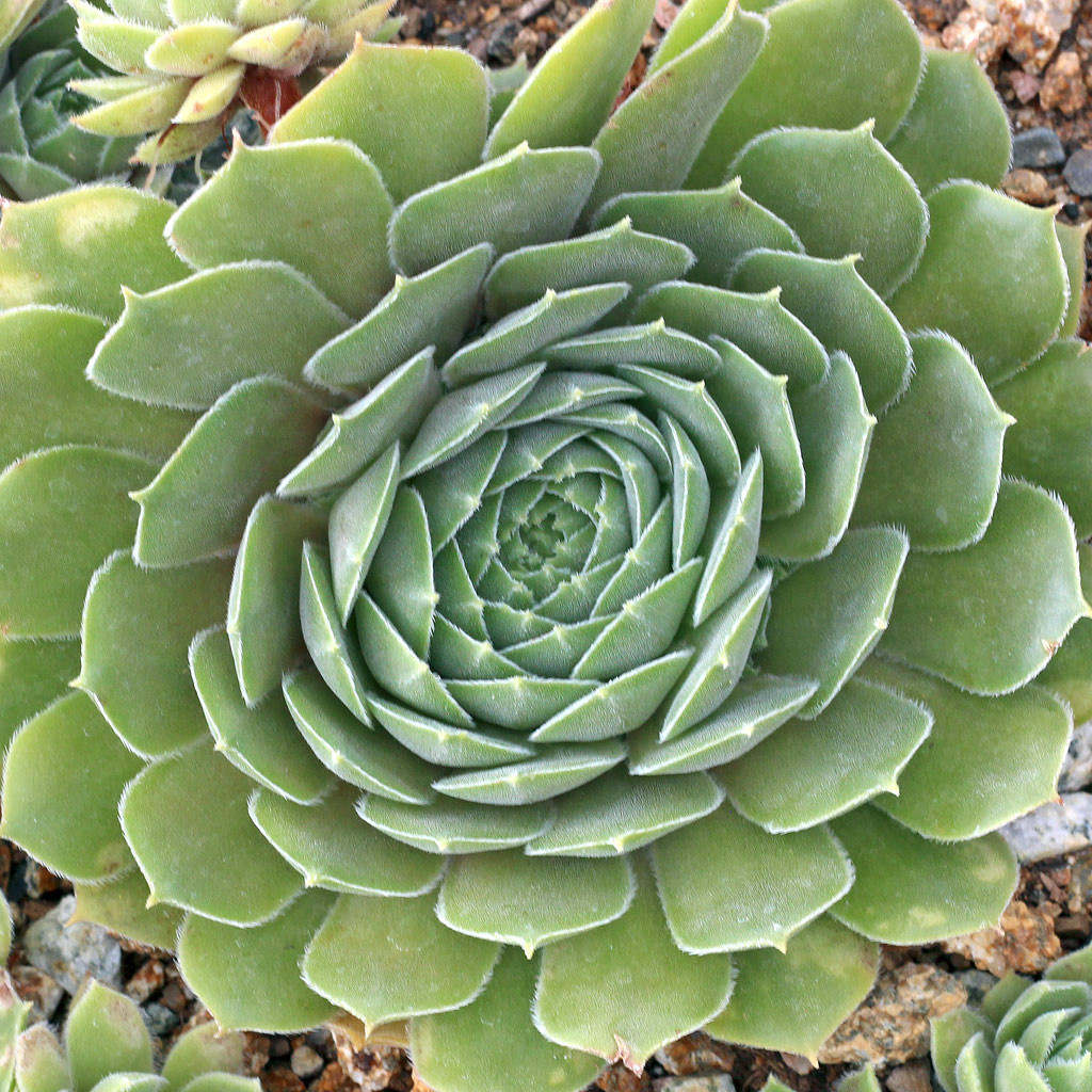 Sempervivum 'Thunder' - Mountain Crest Gardens