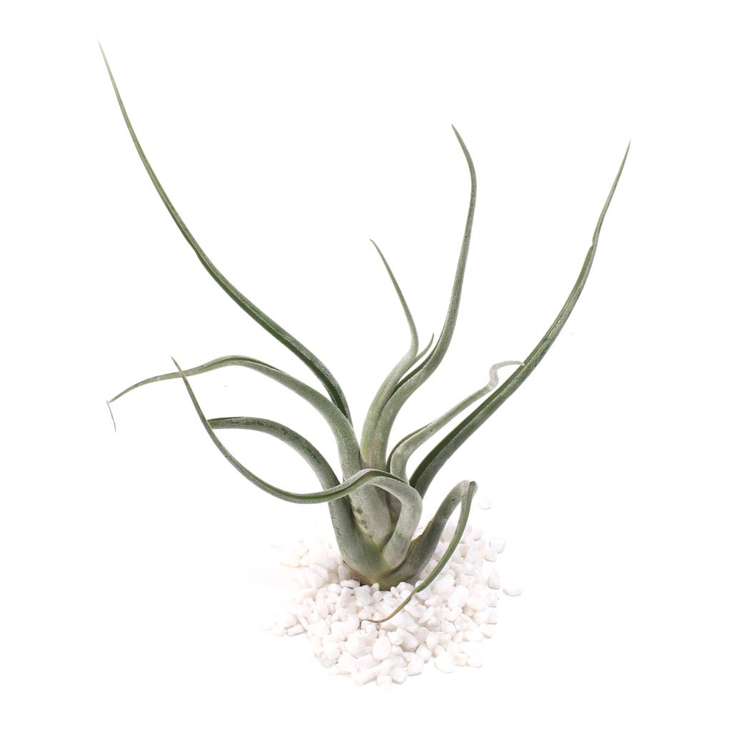 Air Plant - Tillandsia caput-medusae [6.0
