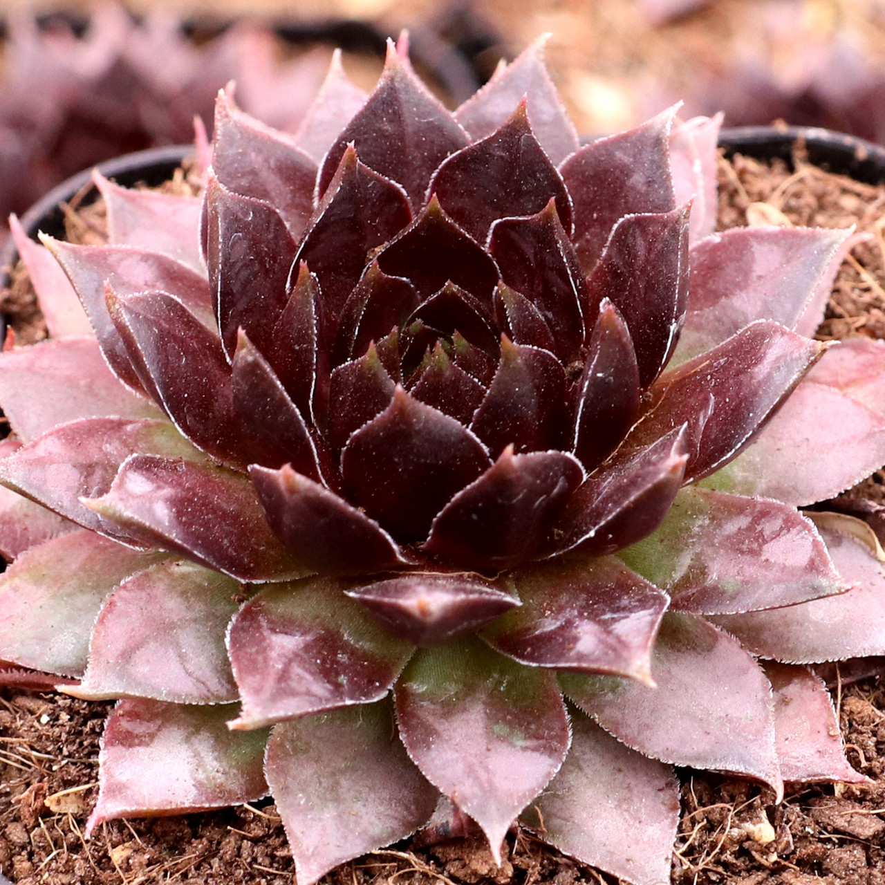 Sempervivum 'Saga' - Mountain Crest Gardens