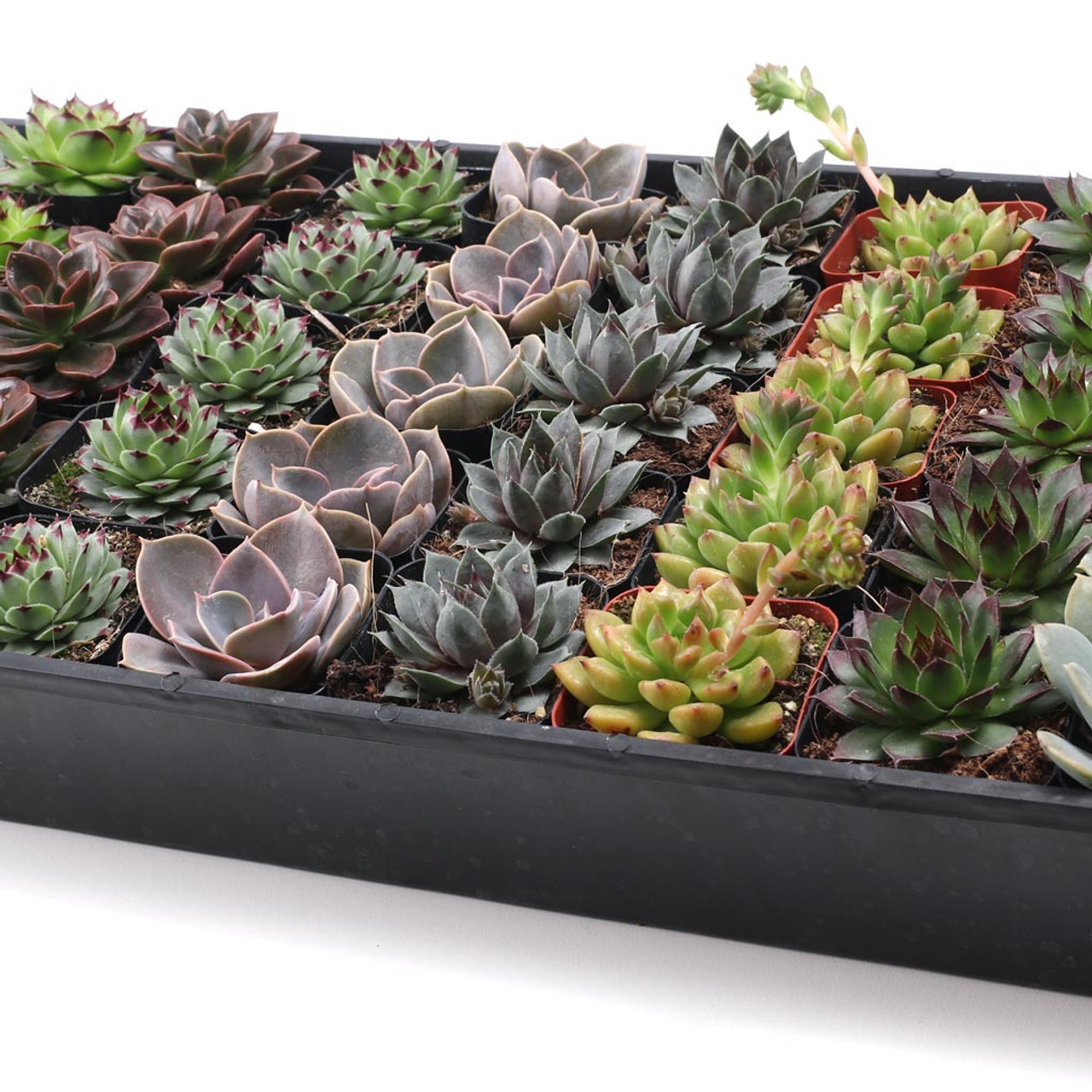 small grow light for indoor plants Brite Labs - Gaze Grow Light | Indoor Plant | Tropical Plant