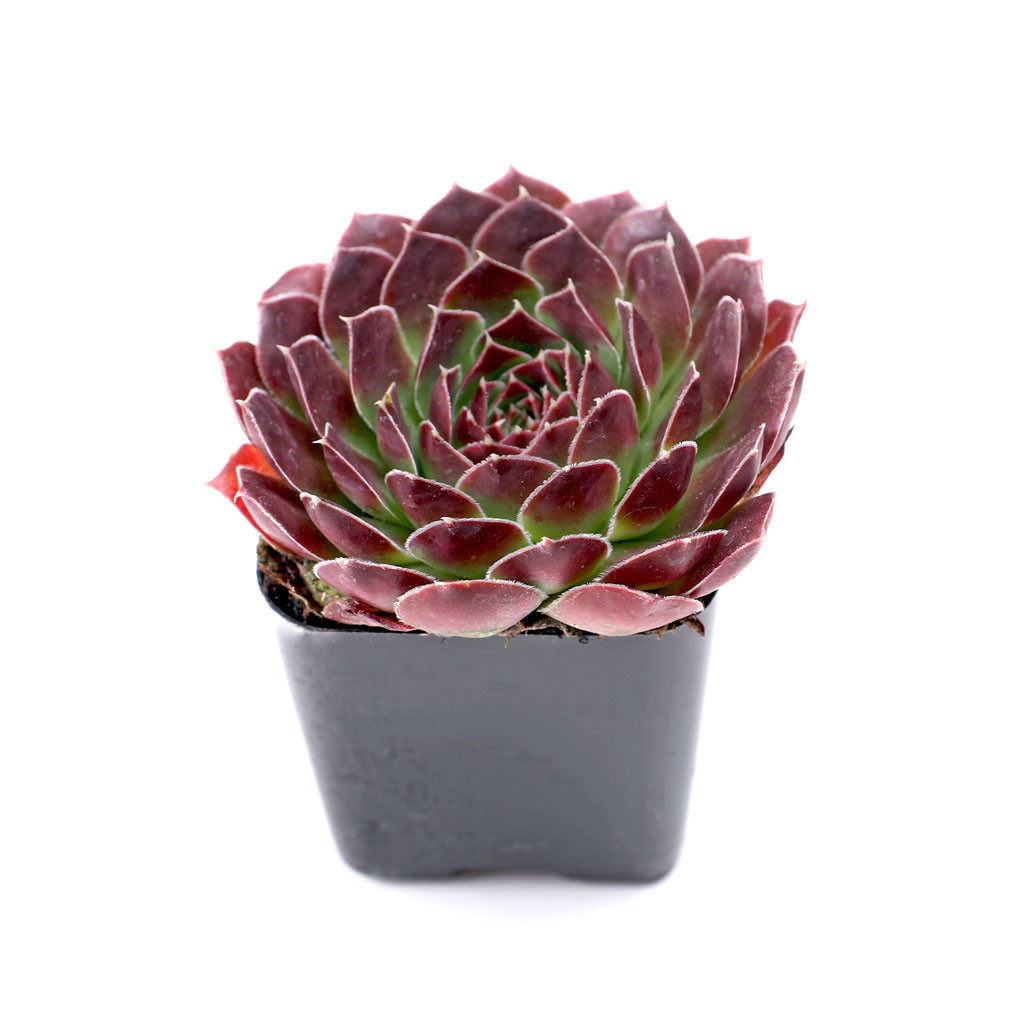 Rosette Succulent Bulk Pack - 2" Pots for Wedding Favors & Decor 50-Pack (10 Varieties, 5 of Each) by Succulents Box
