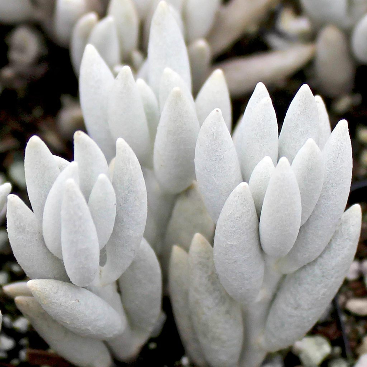 Senecio haworthii Woolly Senecio Cocoon Plant