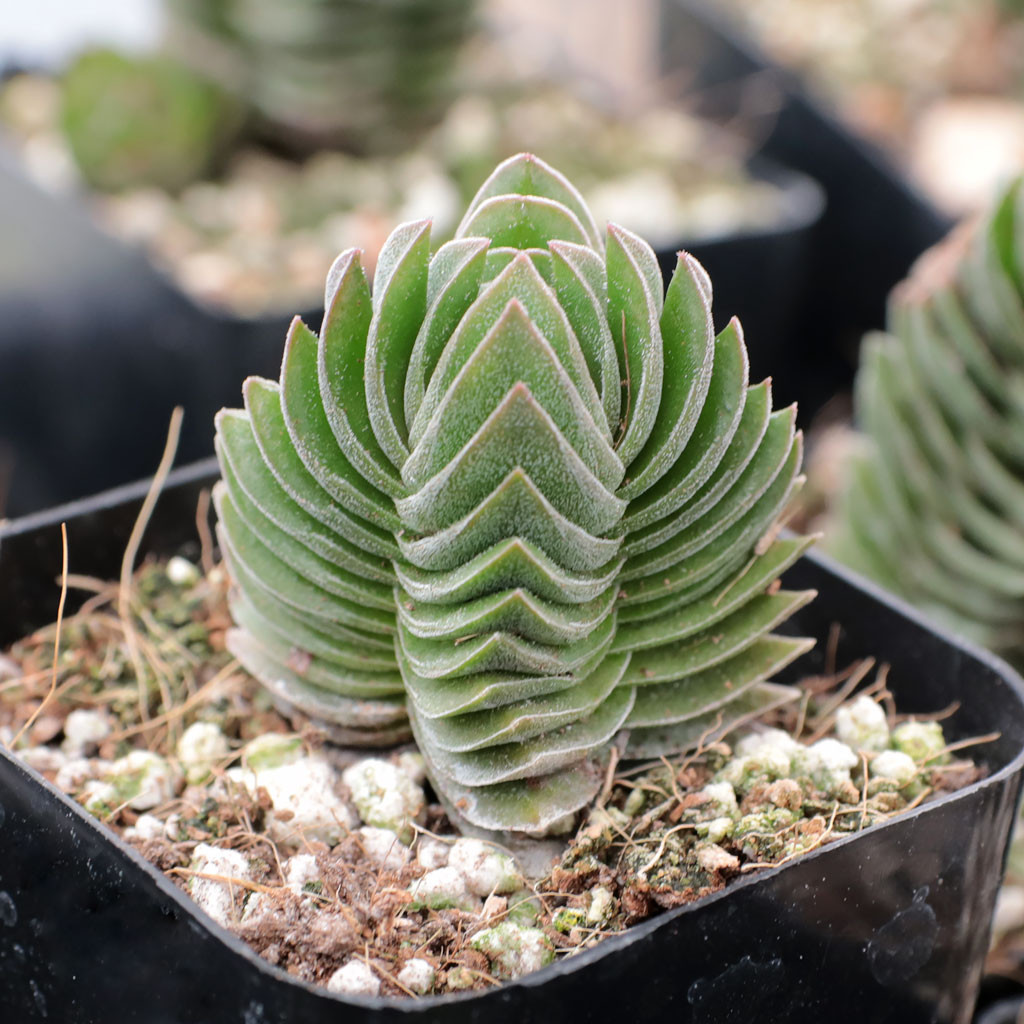 Crassula cv. Buddha's Temple (4 inch) 1 Plant