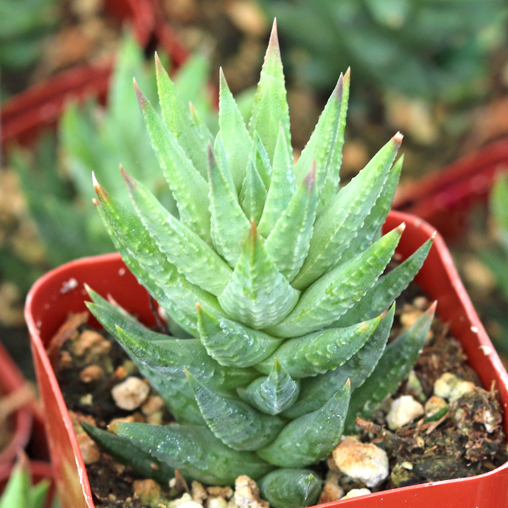 Haworthia glauca var. herrei Mountain Crest Gardens