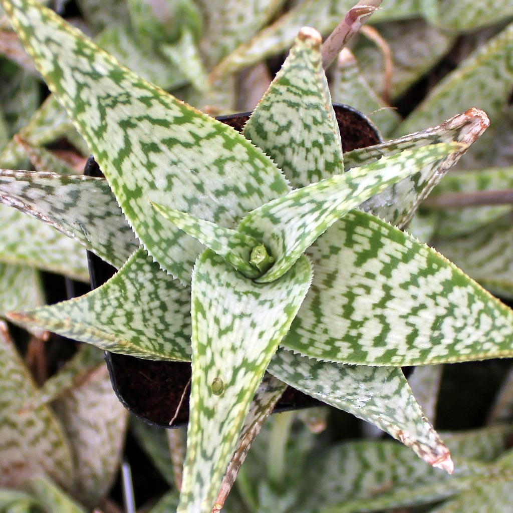 aloe vera drink gesund hübner Aloe Vera Saft Sparpaket main image 1