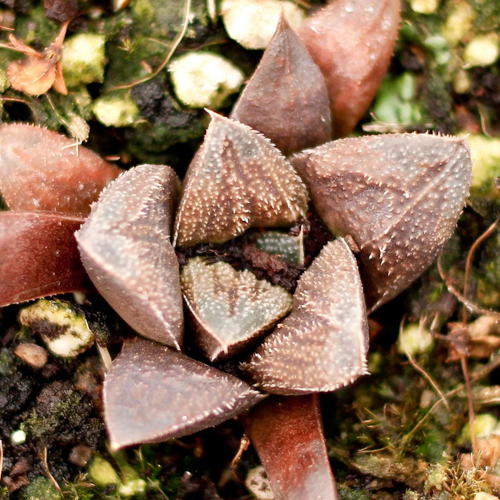 Haworthia Chocolate Mountain Crest Gardens