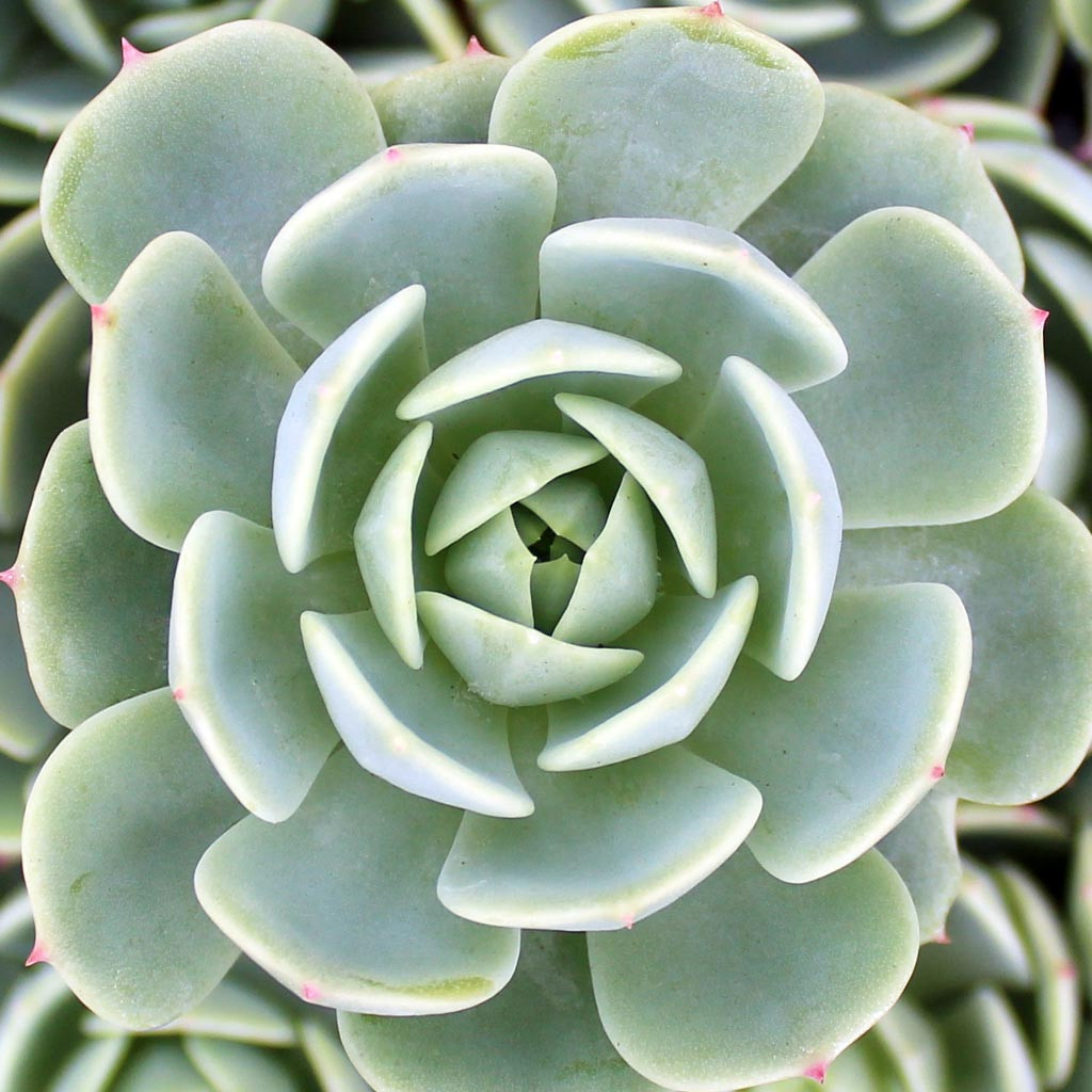 Echeveria 'Abalone'