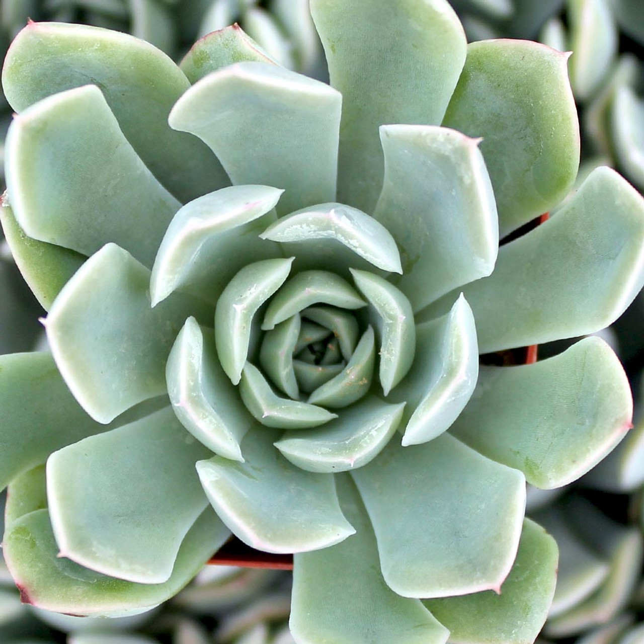 Echeveria 'Blue Fairy' | Mountain Crest Gardens™