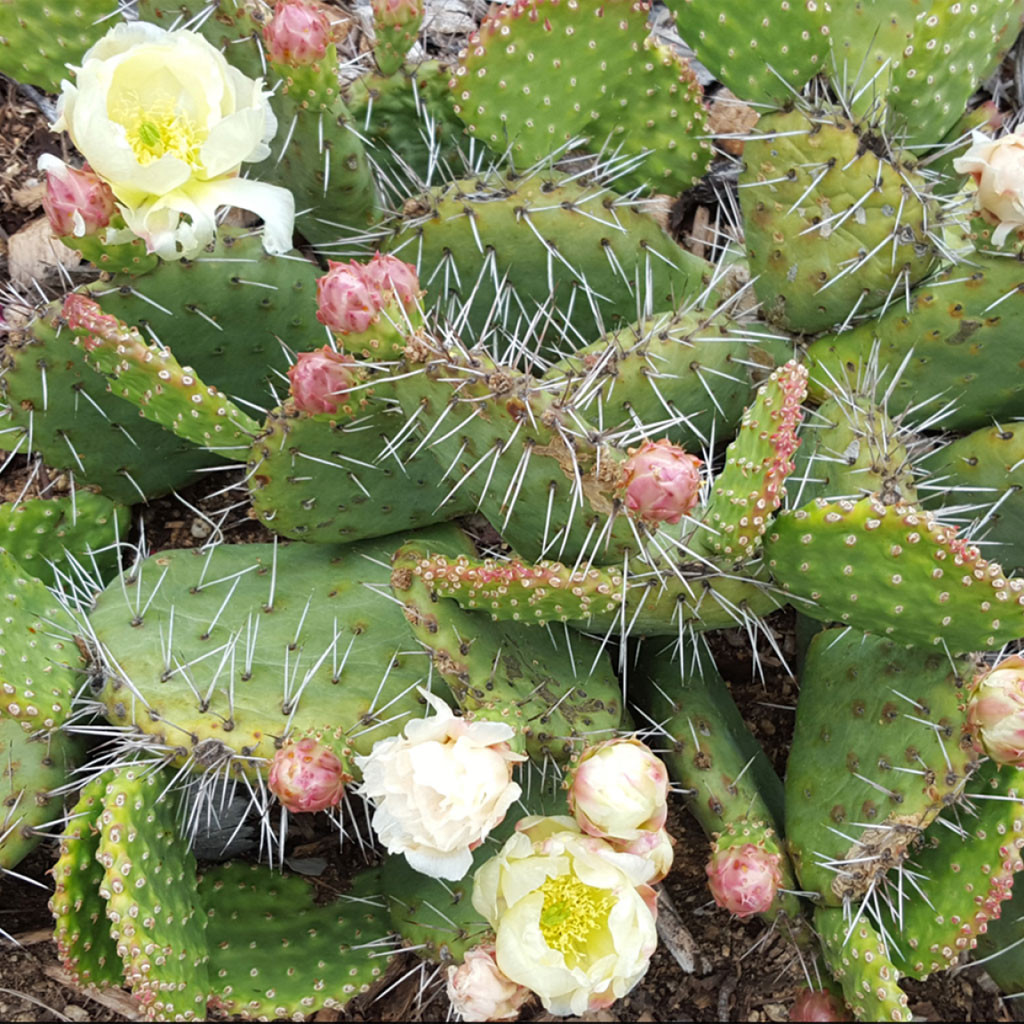 Opuntia rhodantha 'Snowball' [3-5
