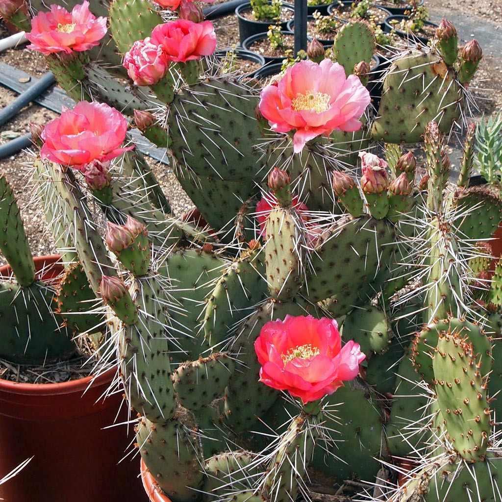 Opuntia 'Desert Skies' - Mountain Crest Gardens