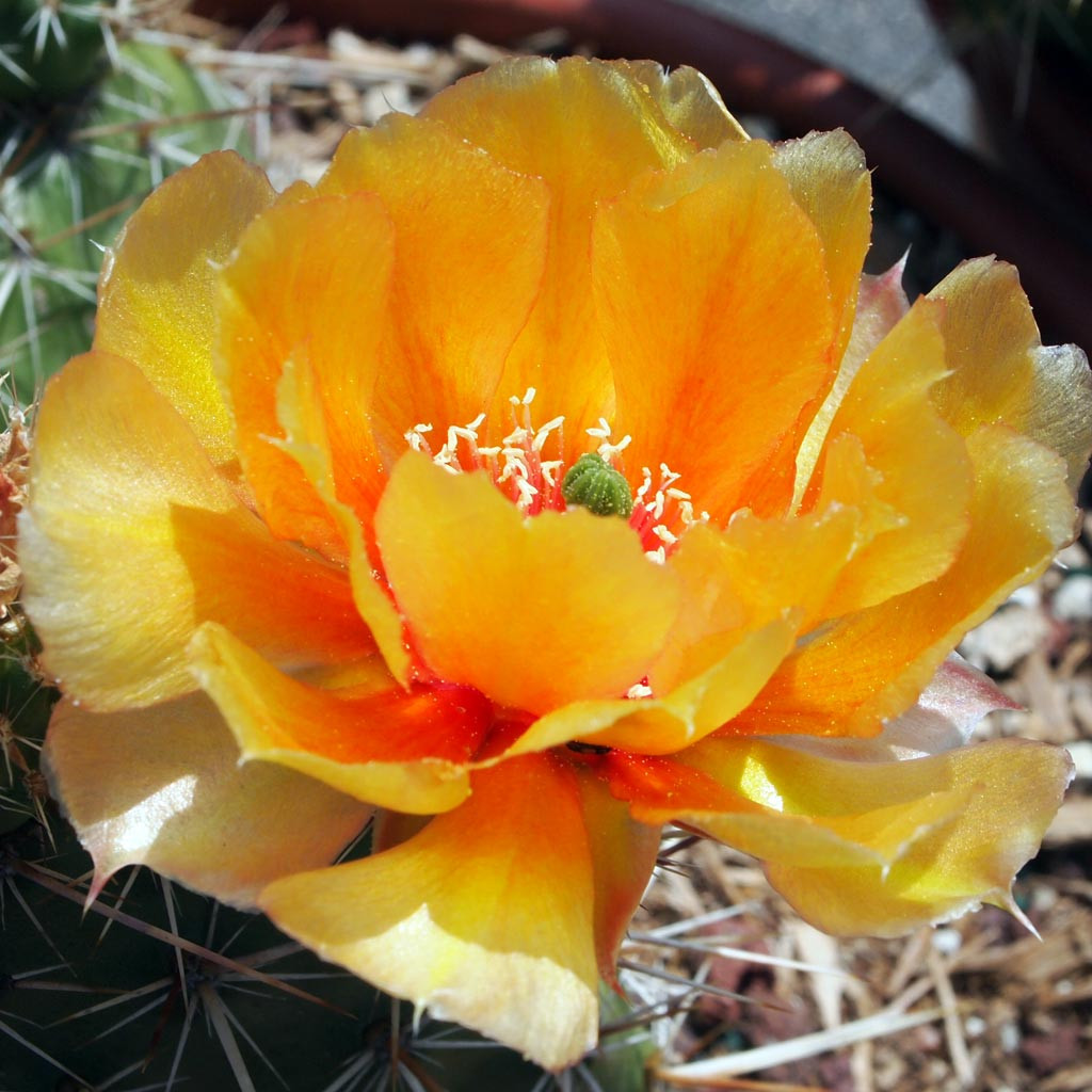 Opuntia polyacantha 'Nebraska Orange' - Mountain Crest Gardens