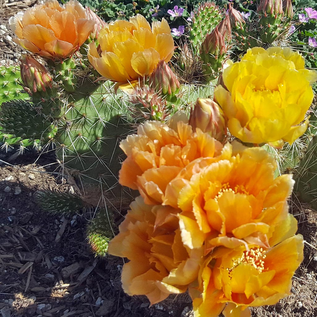 Opuntia polyacantha 'Nebraska Orange' - Mountain Crest Gardens