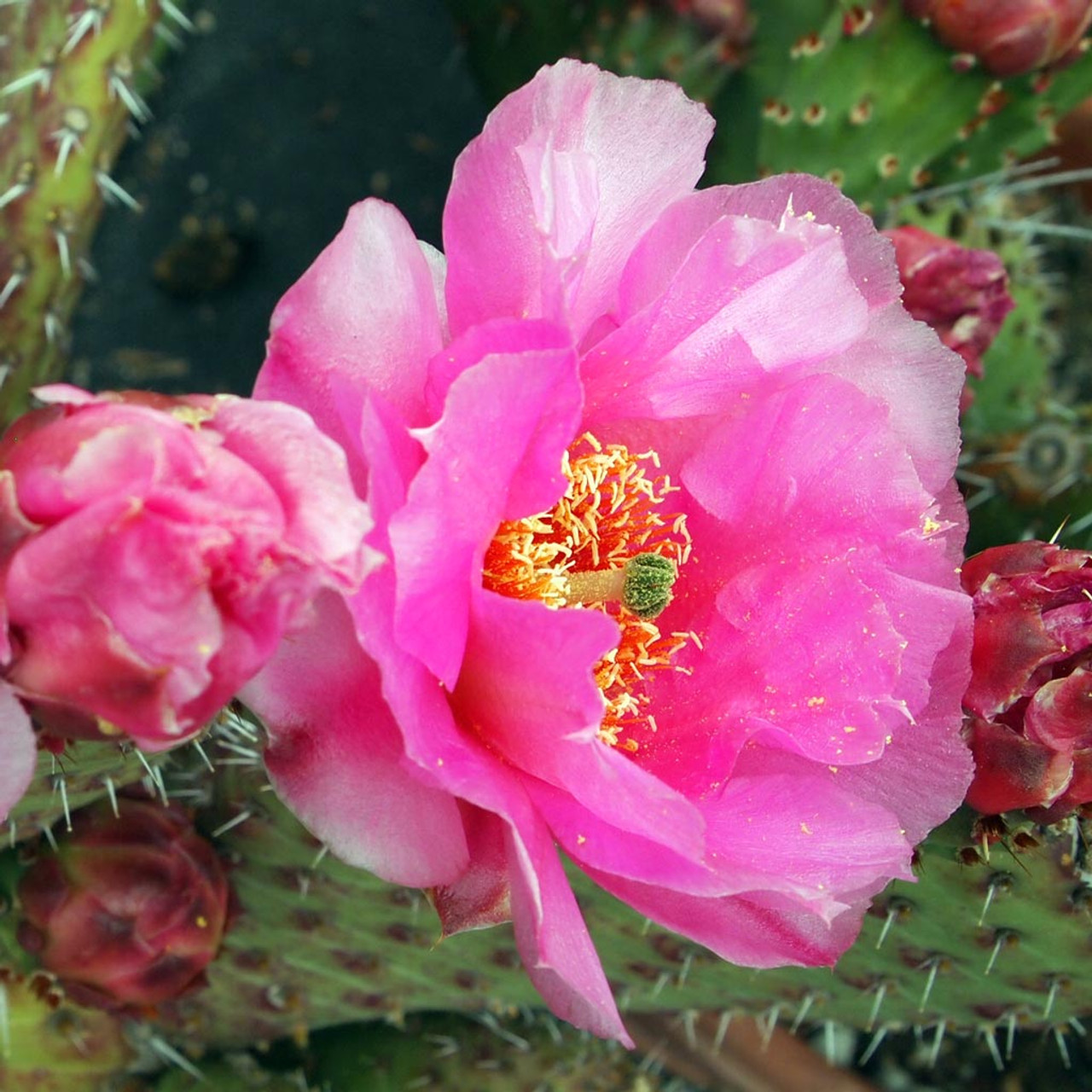 Strawflower Cactus- Don`t Overlook This Beauty - UnusualSeeds