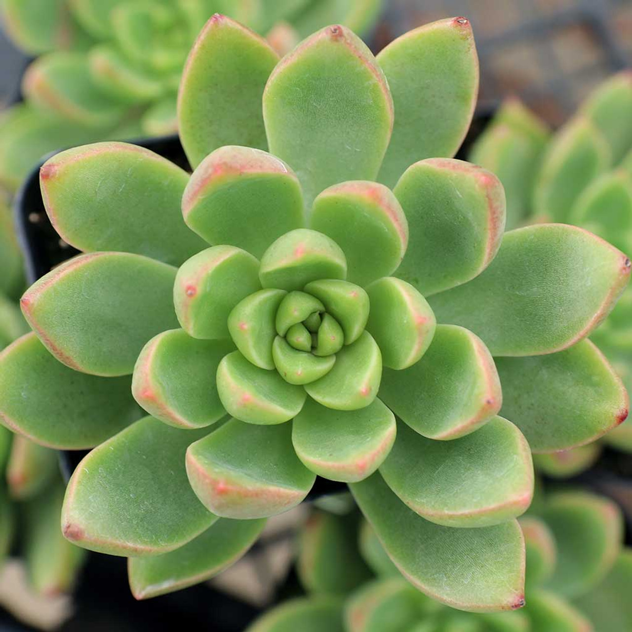 Sedum adolphii 'Lime Gold' - Mountain Crest Gardens