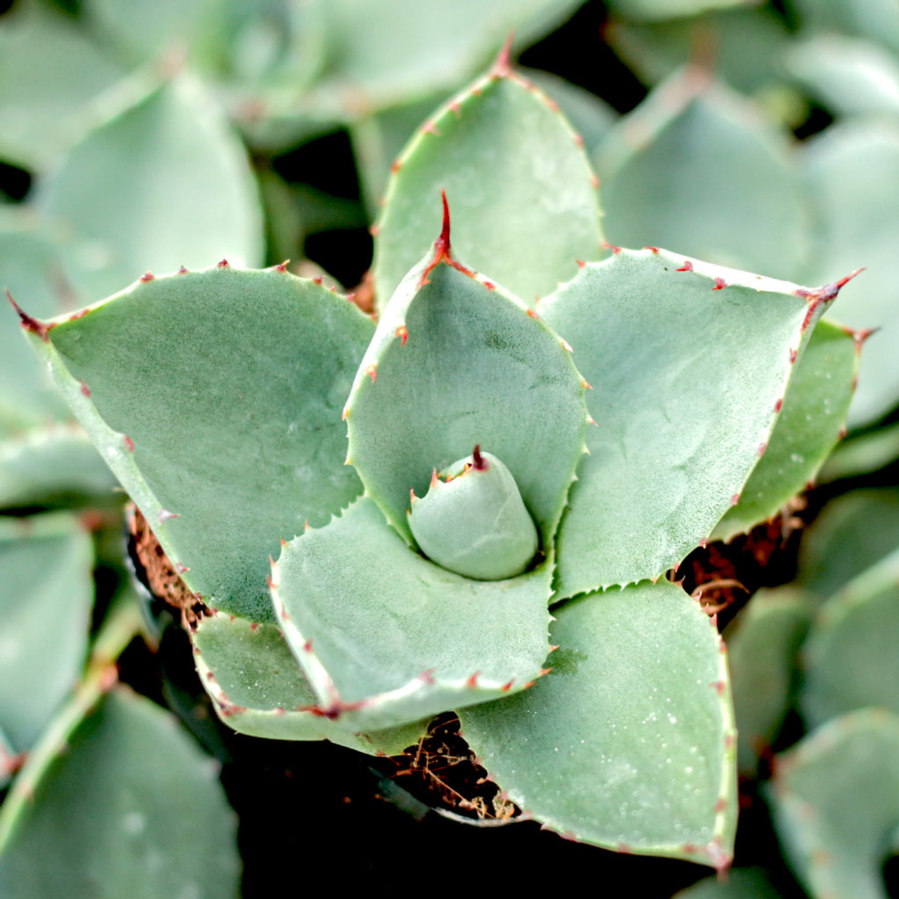 アガベ Agave parryi 'J.C. Raulston' 110 Agave parryi 'J.C. Raulston' | Agave parryi ssp huachuensis
