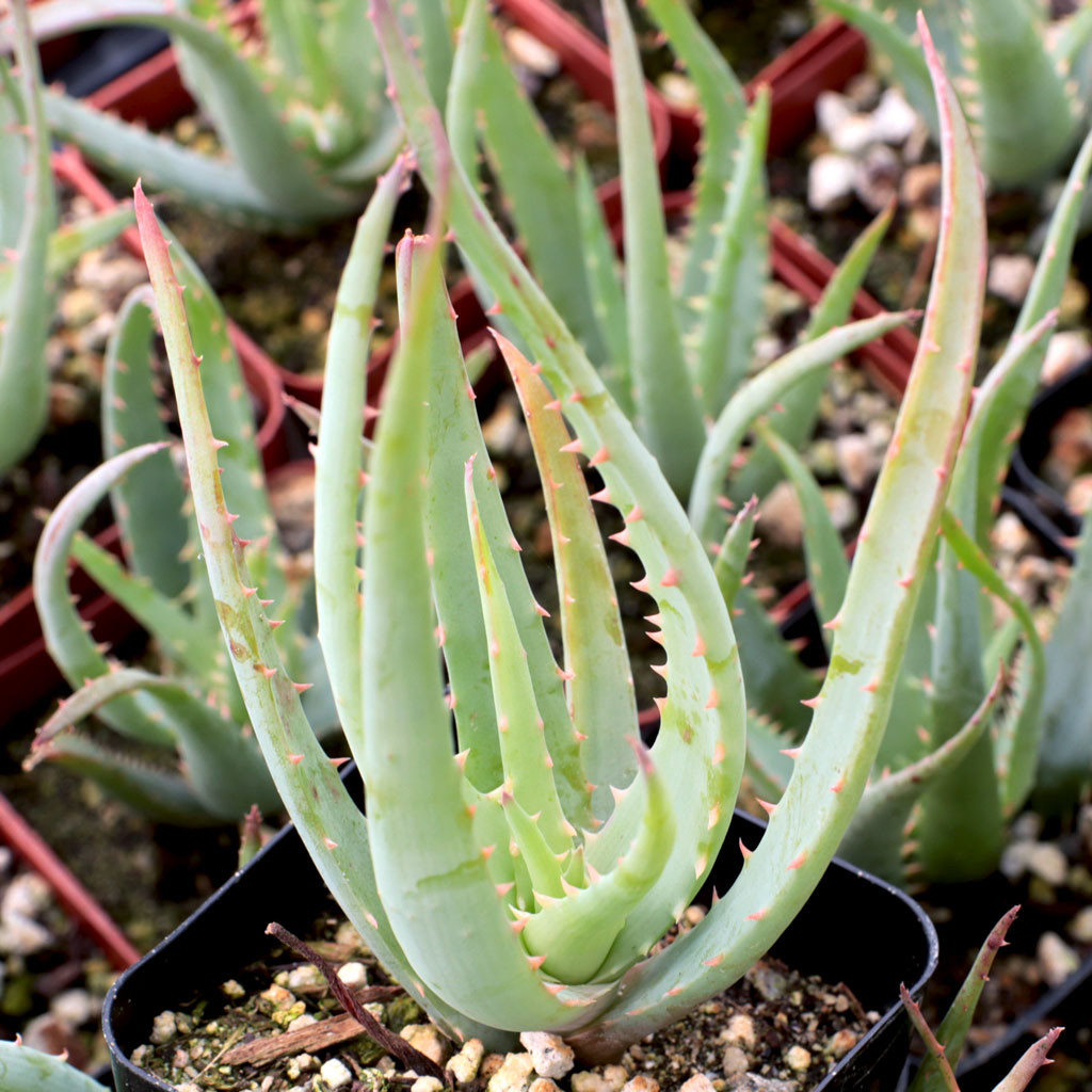 Aloe 'Blue Elf' - Mountain Crest Gardens