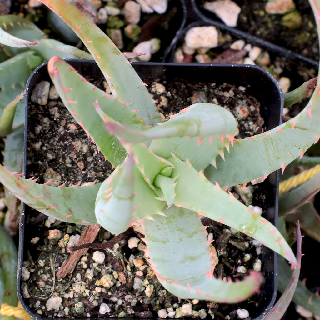 Aloe 'Blue Elf'