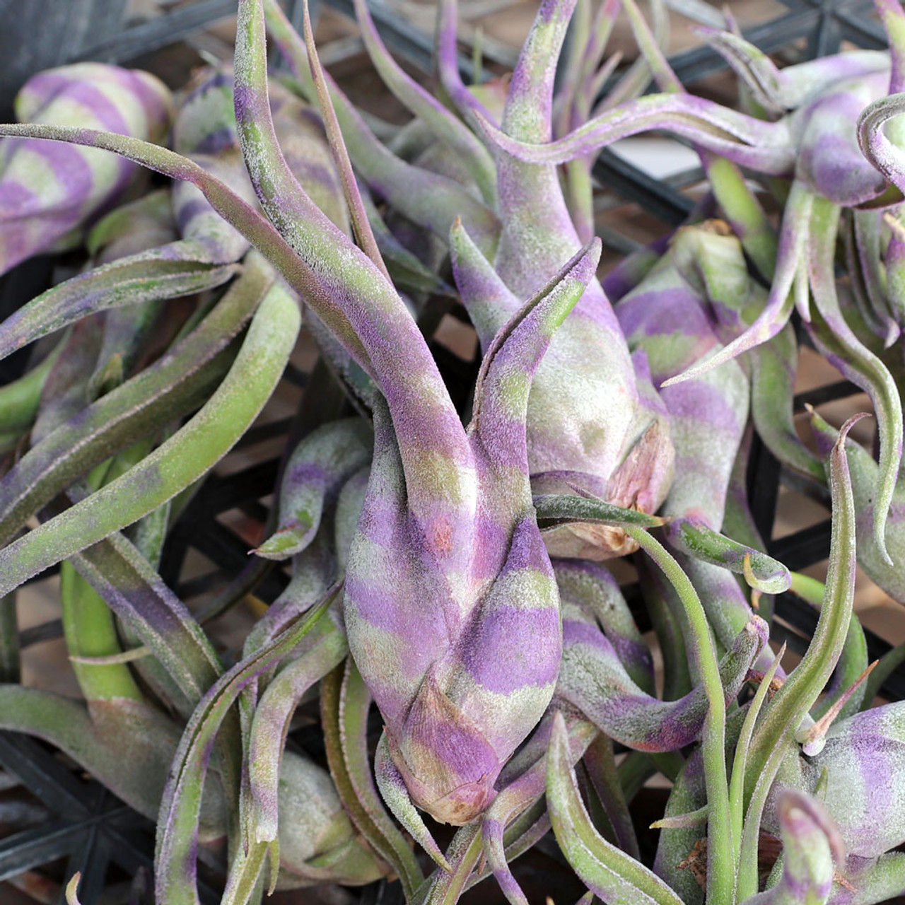 Air Plant - Tillandsia caput-medusae (purple striped) | MCG™