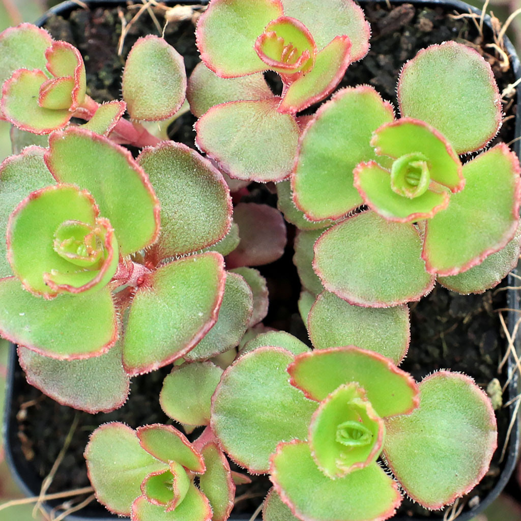 Sedum Spurium Red Carpet