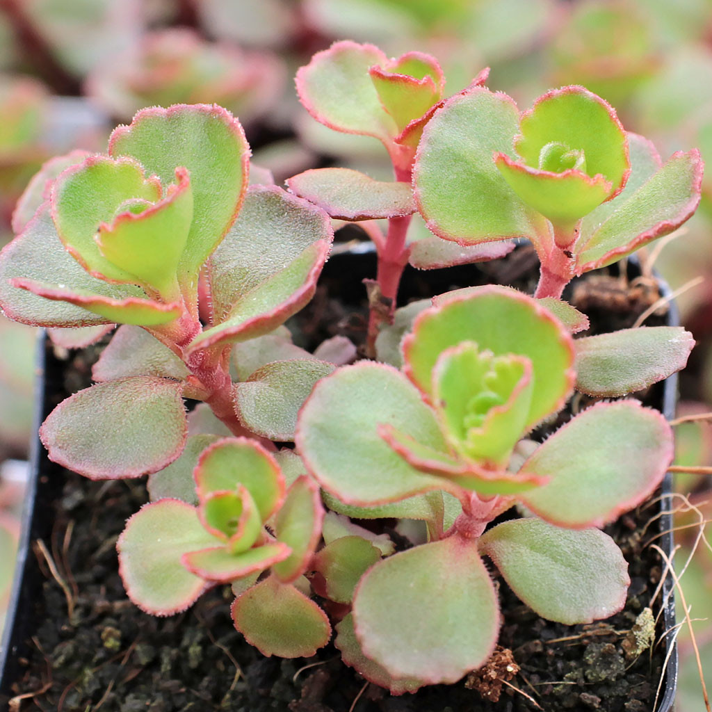 Sedum spurium 'Red Carpet'