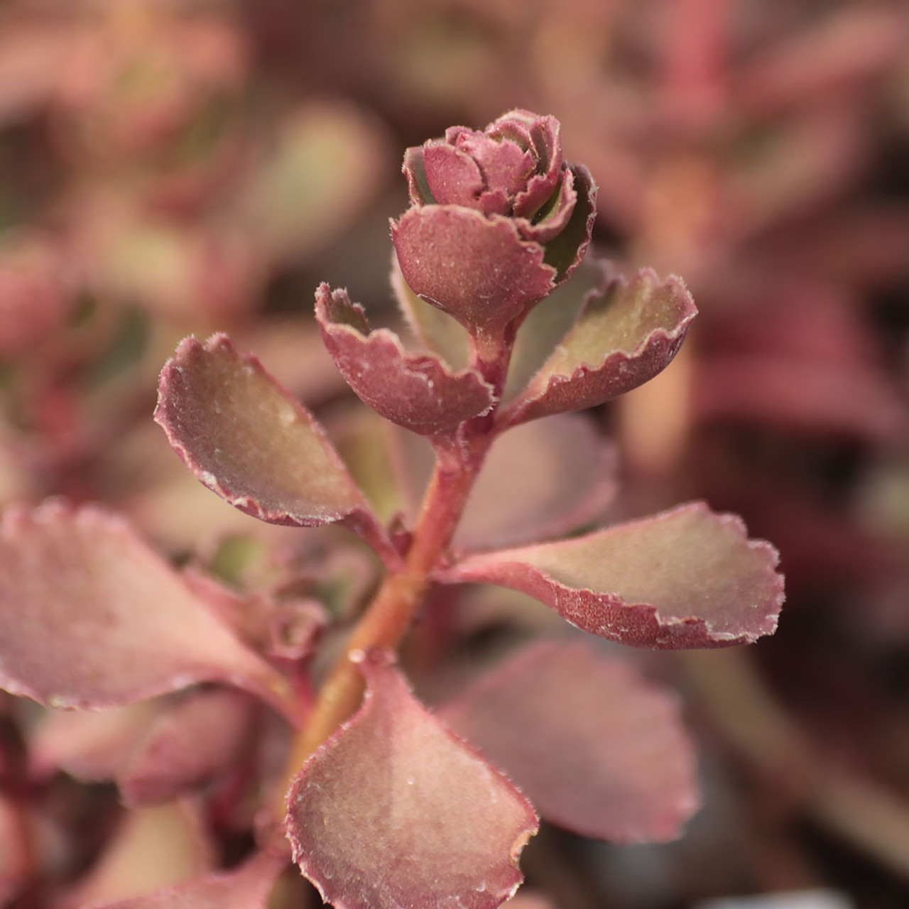 Sedum Dragons Blood In 4 Pot Rare Deep Red Burgandy Color Ground Cover Plants Seedlings Apexlab Live Plants