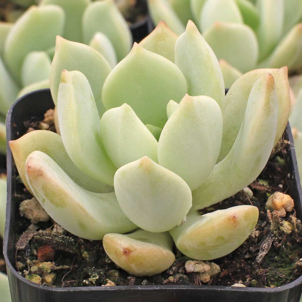 Echeveria 'Moonglow' | Mountain Crest Gardens