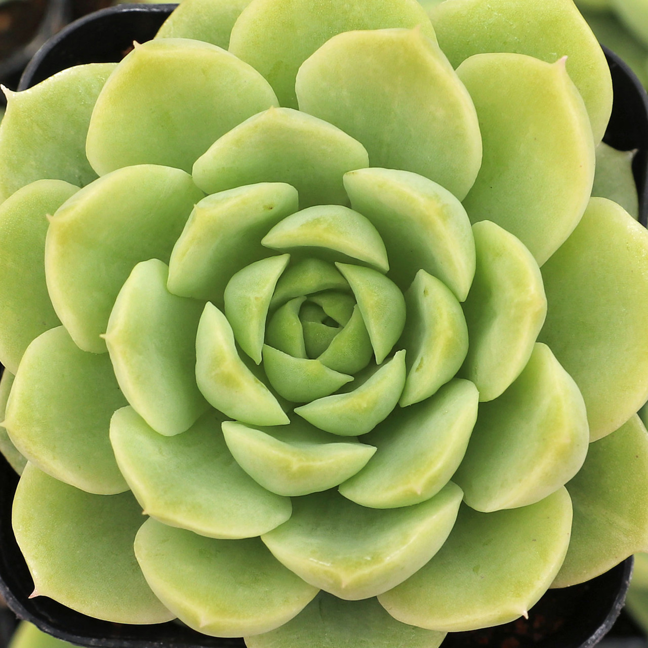 Echeveria 'Seaglass' - Mountain Crest Gardens