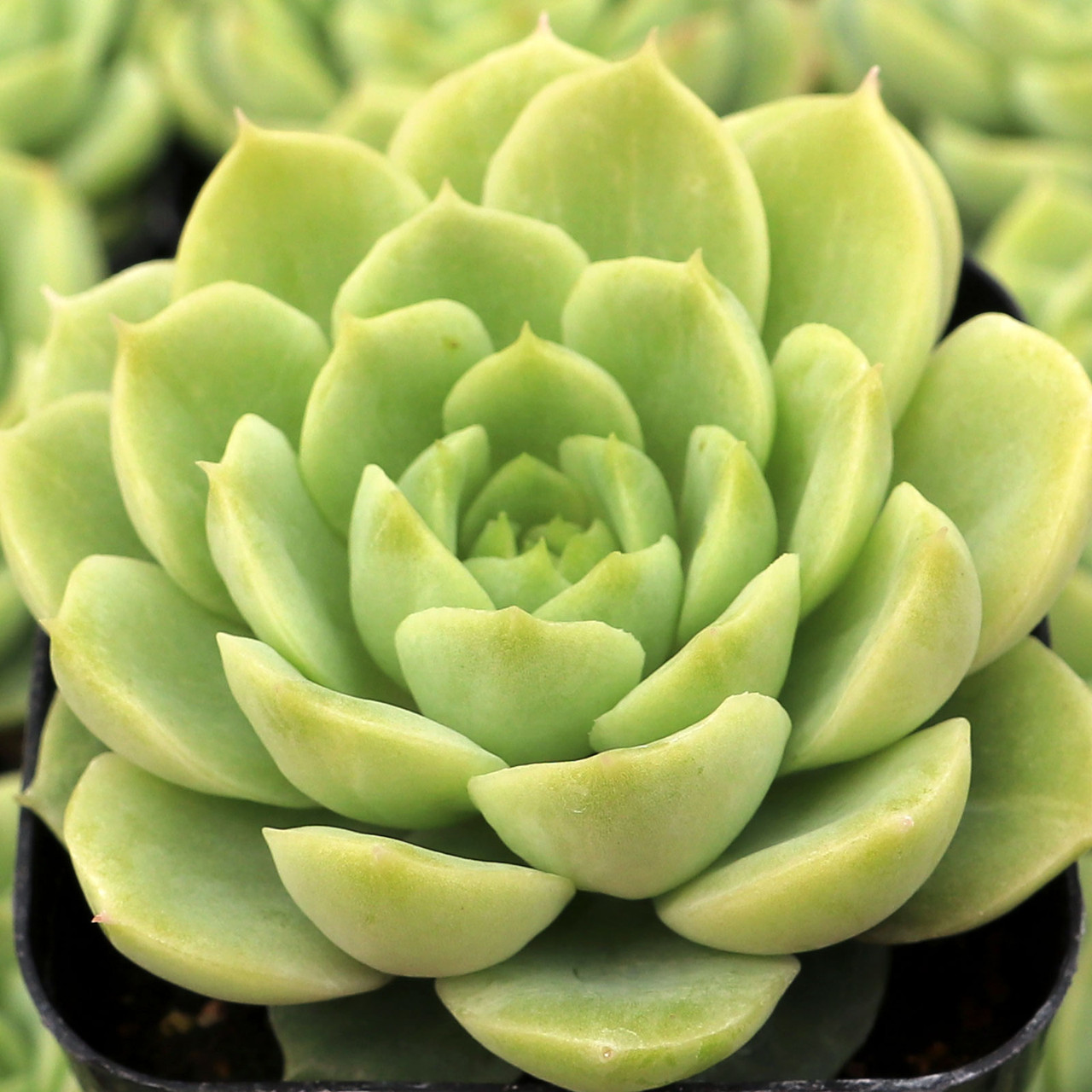 Echeveria 'Seaglass' - Mountain Crest Gardens