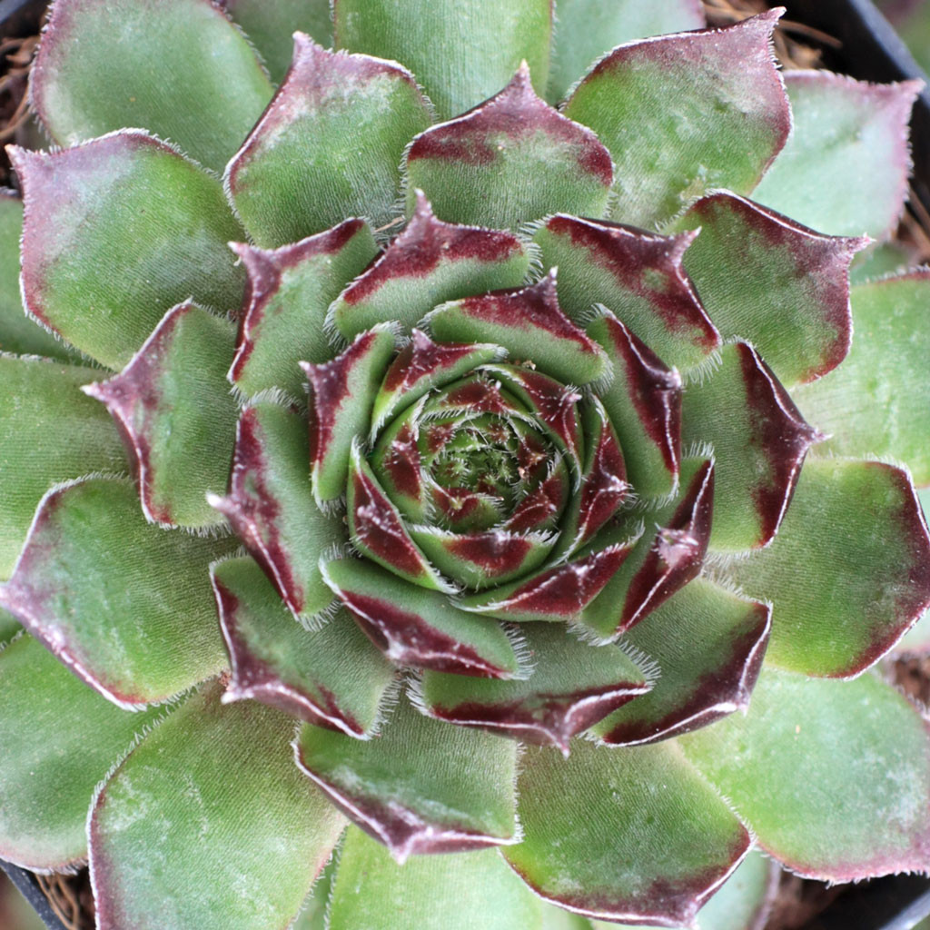 Sempervivum 'Kelly Jo' - Mountain Crest Gardens