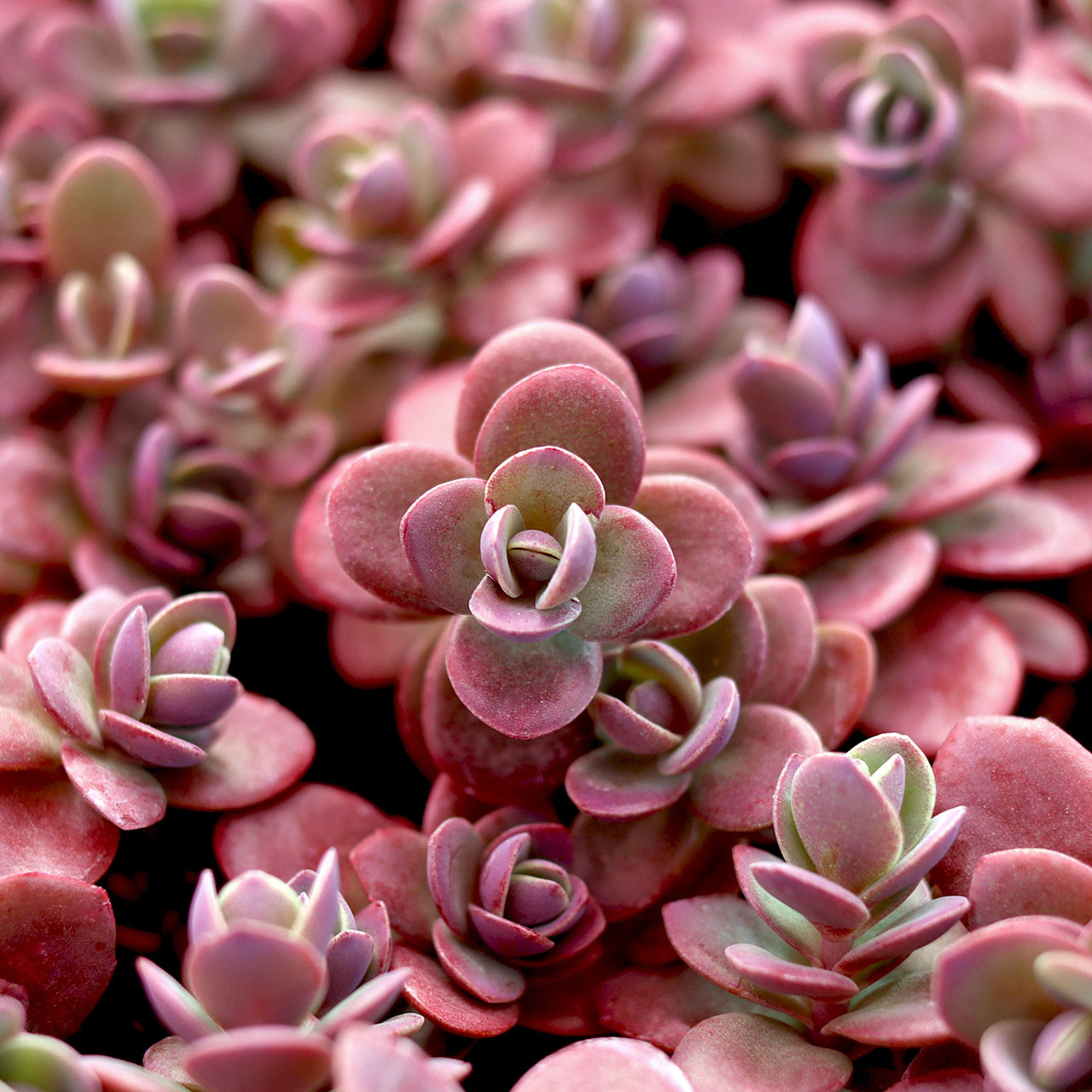 多肉植物　Clara群生 Sedum Sunsparkler® 'Firecracker' - Mountain Crest Gardens