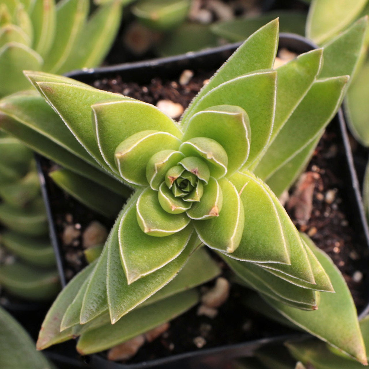 crassula sharks tooth 88817.1651158771 Crassula Sharks Tooth: Care And Propagation Guide