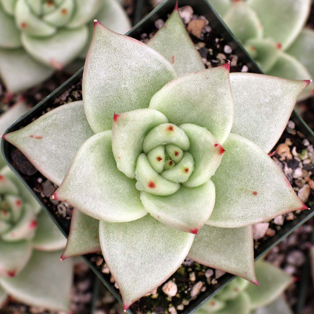 a57 エケベリア 24個 Echeveria Agavoides Floriana多肉植物 観葉植物
