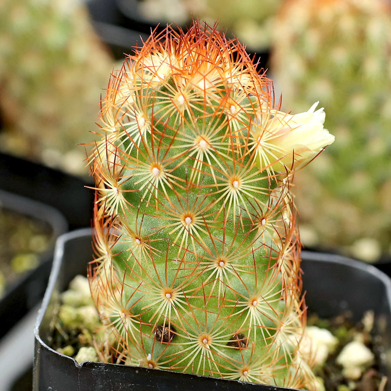 Mammillaria elongata 'Copper King' Windowsill Plant Min Temp 30F Easy to Grow 3 Pot Ladyfinger Cactus