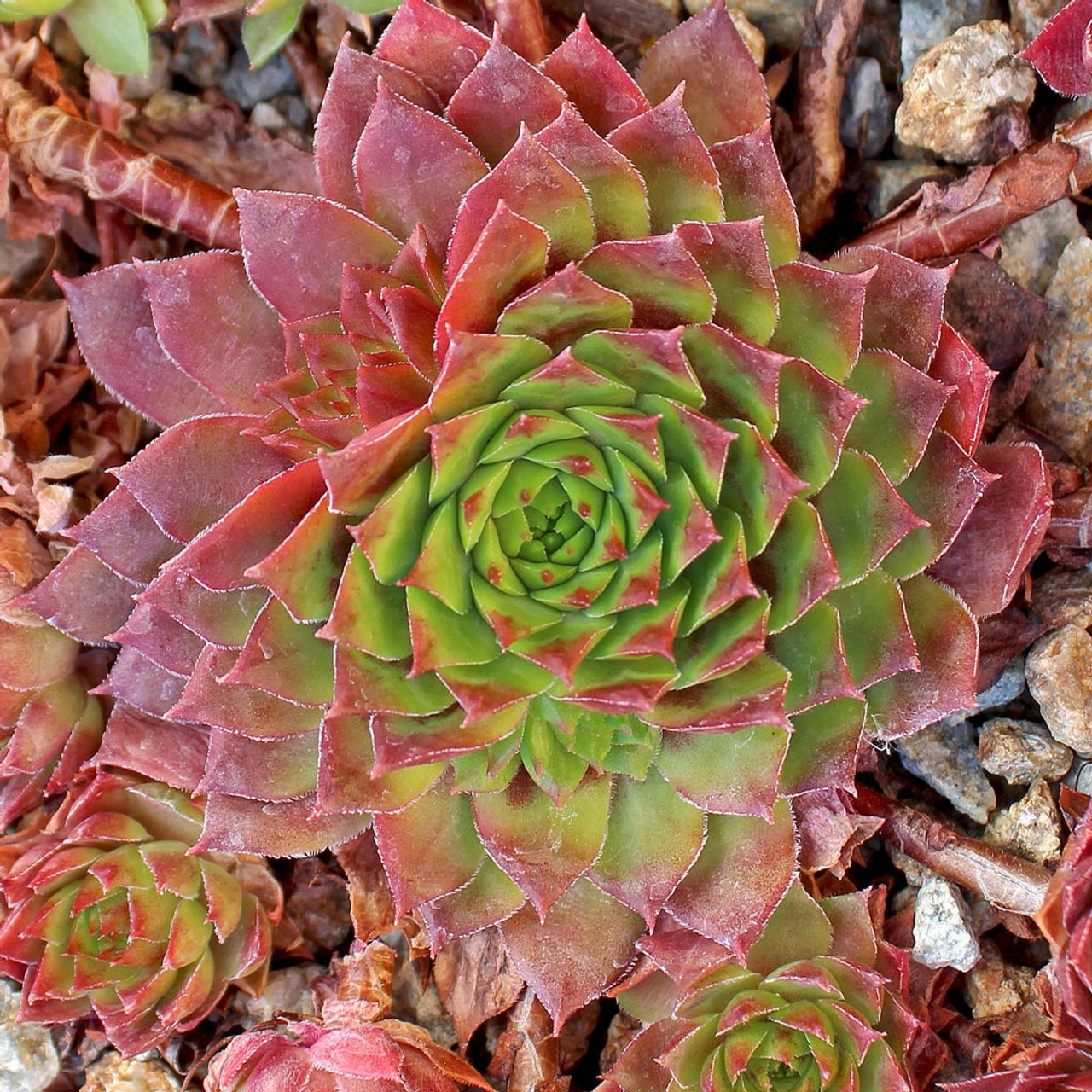 Ｒｅｄ Ｄｅｖｉｌ sempervivum センペルビブムO - その他多肉植物