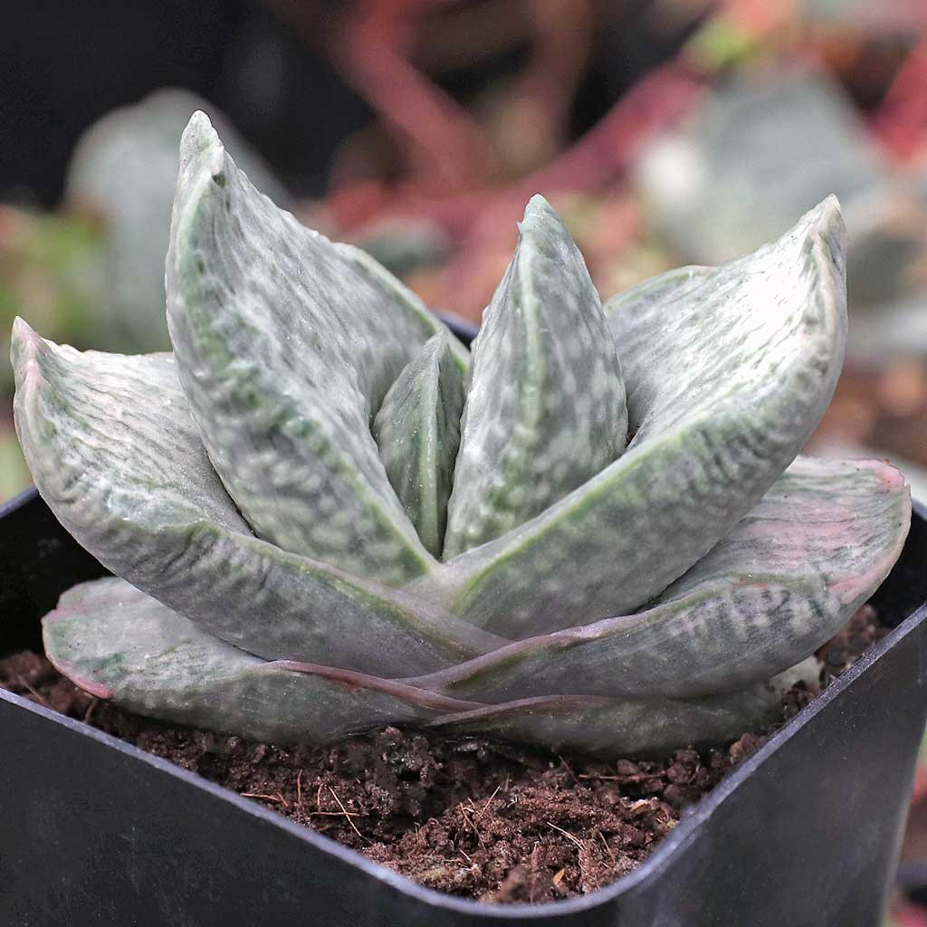 Gasteria brachyphylla f. variegata