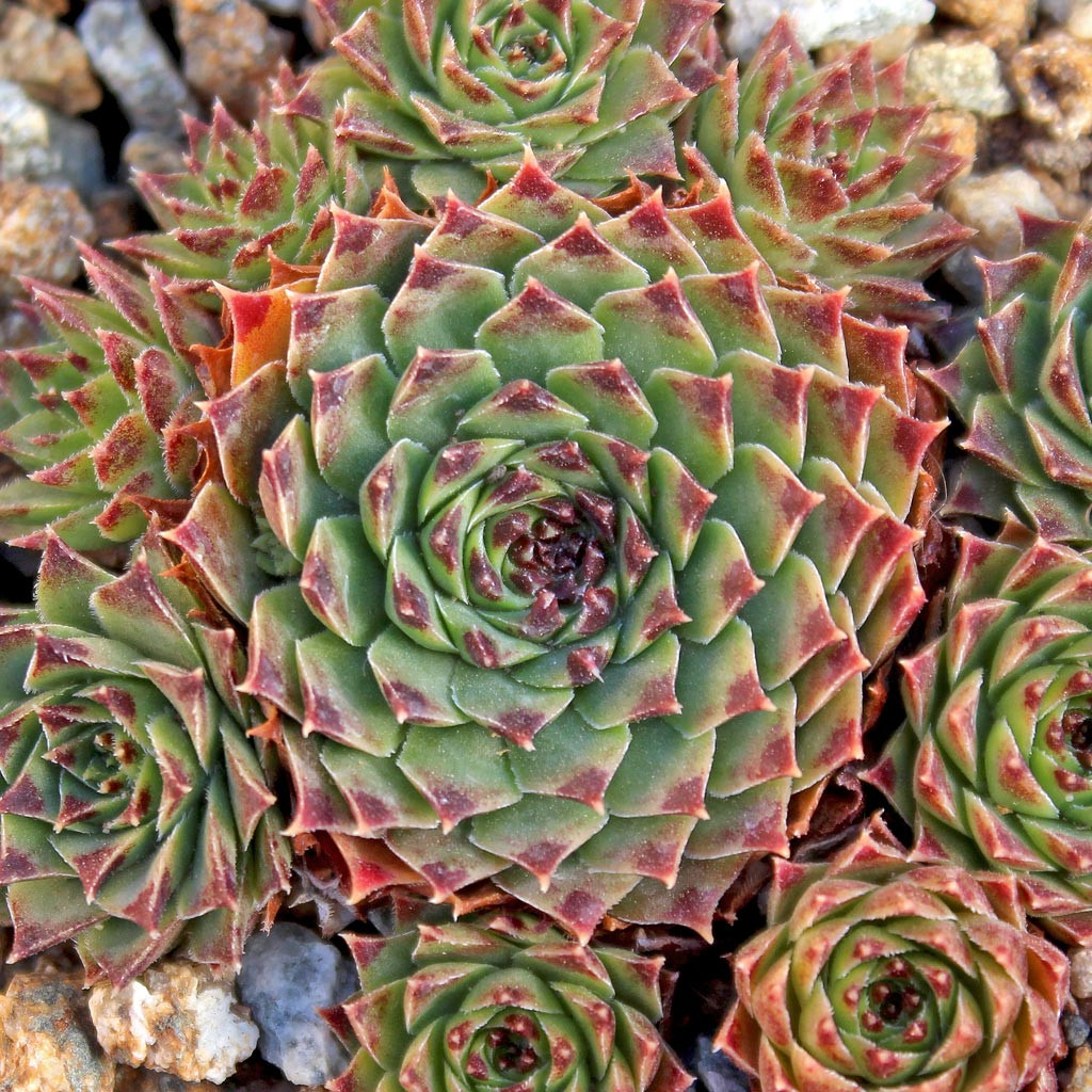 Sempervivum calcareum 'Tip Top' - Mountain Crest Gardens