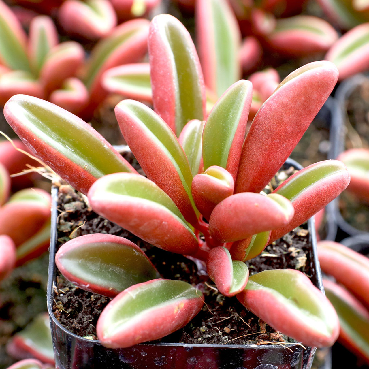 Peperomia graveolens - Ruby Glow [limited]