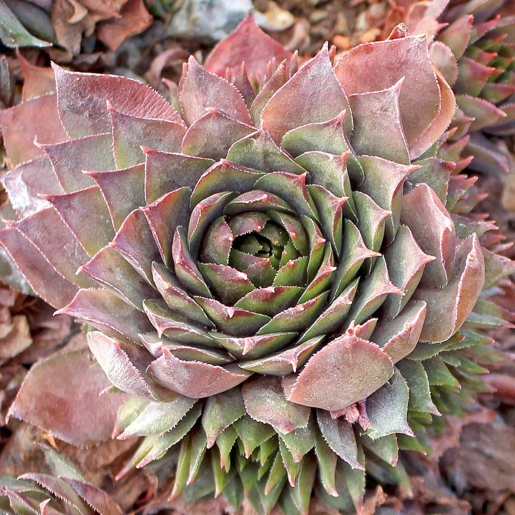 Sempervivum 'Mulberry Wine' - Mountain Crest Gardens